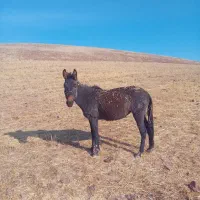 قاطر۱۸ماه اروم