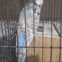 مرغ عشق انگلیسی نر