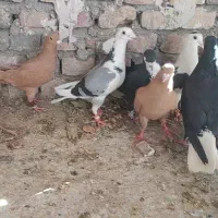 کبوتر نهبندان نر رنگی ،المانی