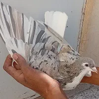 ۴ عدد ساده هفرنگ عتیقه