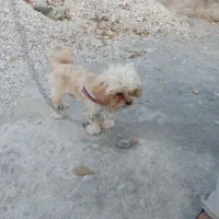 سگ پاکوتاه|سگ|یاسوج, |دیوار