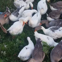 قوقاز های اصیل نژادارچاق|حیوانات مزرعه|ارومیه, |دیوار