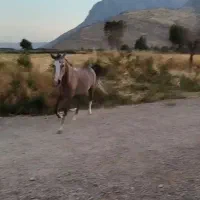 کوری مادیان|اسب و تجهیزات اسب‌سواری|بیستون, |دیوار