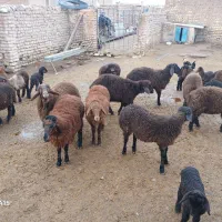 بره نر هترو