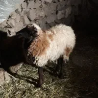 بره ماده گیج