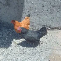 ۲ عدد مرغ