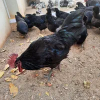 تخم مرغ نطفه دار کوشین و استرالوپ فول کیفیت|حیوانات مزرعه|اصفهان, شهرک شهید منتظری|دیوار