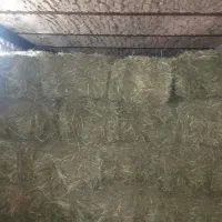 پرس شبدر|لوازم جانبی حیوانات|بروجرد, |دیوار