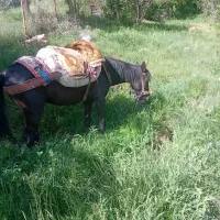 اسب هفت ساله فوق العاده ارام