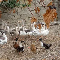 غاز محلی