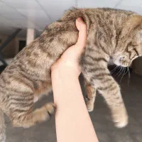 بچه گربه۲ ماهه واگذاری|گربه|شیراز, فرگاز|دیوار