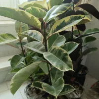 فروش آنلاین گل|گل و گیاه طبیعی|یزد, |دیوار