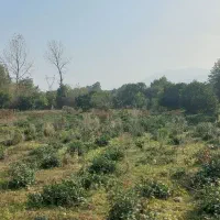 زمین ۶هزارمتری|فروش زمین و ملک کلنگی|چابکسر, |دیوار