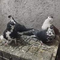 4تا ماده چپ وساده افشون|پرنده|تربت‌حیدریه, حاجی یار‎|دیوار