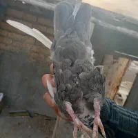 دمبی ماده|پرنده|مرودشت, استادیوم‎|دیوار