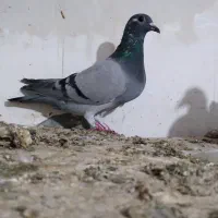 کبوتر ها اردبیل هستن|پرنده|کرج, فاز ۴ مهرشهر|دیوار