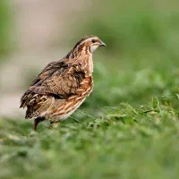 بلدرچین گوشتی،تخم گذار و سفید