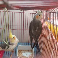 عروس هلندی|پرنده|قم, پردیسان|دیوار