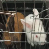 خرگوش سرحال بازیگوش