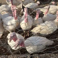بوقلمون گوشتی ۸تا۱۲کیلویی