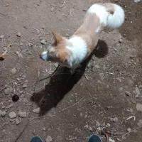 گمشده|حیوانات|ابهر, |دیوار