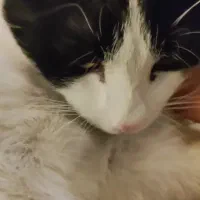 واگذاری گربه خانگی