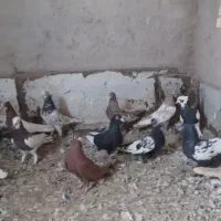 کبوتر بهبهونی|پرنده|شیراز, کرونی(خاتونک)|دیوار