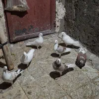 ۹عدد کبوتر خوب یکیشون طوقیه|پرنده|نورآباد, |دیوار