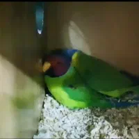 ملنگو سرآلویی مولد