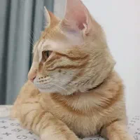 گربه گمشده محدوده رسالت