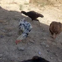 انگشتر