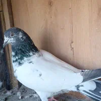 کفتر پاکستانی|پرنده|پاکدشت, پاکدشت (مامازند)|دیوار