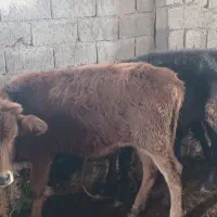 گوساله ماده ۳عدد|حیوانات مزرعه|قره ضیاالدین, |دیوار