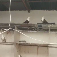 کبوتر کربلایی|پرنده|بوئین زهرا, |دیوار