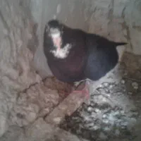 کبوتر|پرنده|زرند, |دیوار