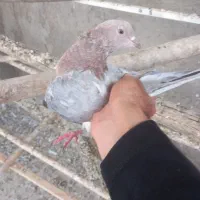 سرورشکاره