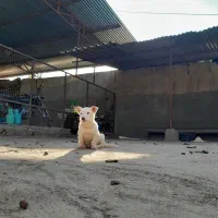 سگ پاکوتاه ۱ ساله|سگ|علی‌آباد کتول, |دیوار