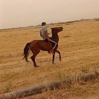 اسب|اسب و تجهیزات اسب‌سواری|دزفول, |دیوار