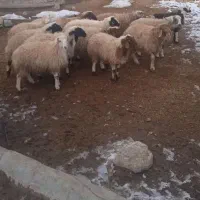 بره نر داشتی