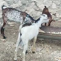 کهره نزار|حیوانات مزرعه|قشم, |دیوار