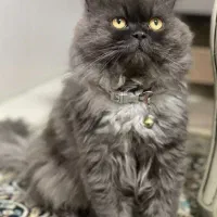 گربه پرشین اصیل زیبا