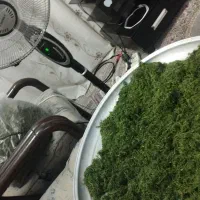 سبزی مارکت صفا|خوردنی و آشامیدنی|شیراز, دست خضر|دیوار