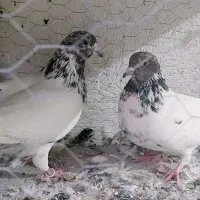 کبوتر کاشونی