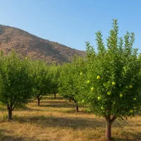 سیستم آبیاری  قطره ای، خودکاروهوشمند گل وگیاه|خدمات باغبانی و درختکاری|شیراز, شهرک والفجر|دیوار