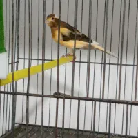 قناری های کشیده نرو ماده|پرنده|ابهر, |دیوار