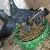 تعدادی کفتر خوب