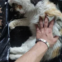 گربه پنج رنگ پشمالو