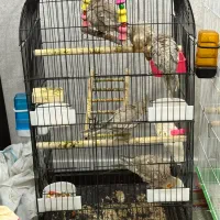 عروس هلندی|پرنده|اهواز, کوی سعدی|دیوار