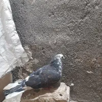 کفتر بوم|پرنده|تربت جام, کشتارگاه|دیوار