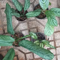 گل اپارتمانی